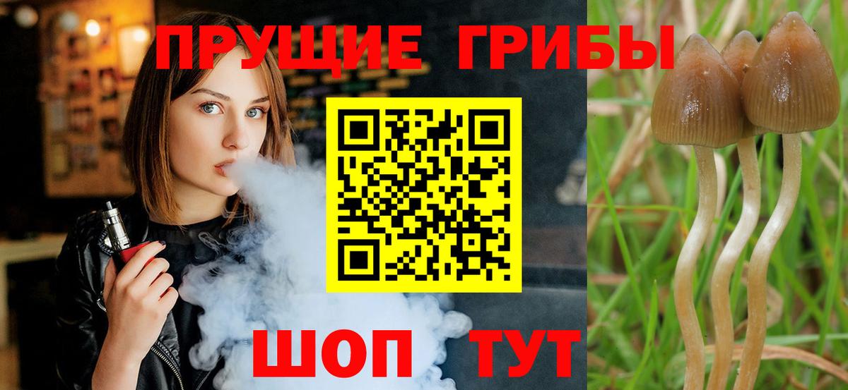 Псилоцибиновые грибы GOLDEN TEACHER  Галлюциногенные грибы Psilocybine cubensis  Сертолово  Вход с VPN 